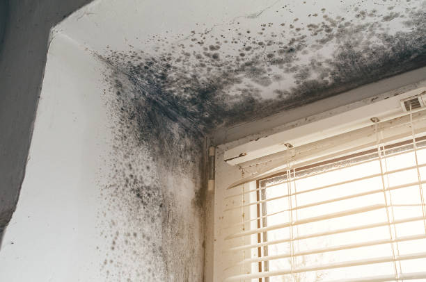 Affordable Attic Mold Remediation solutions in Eagle, CO
